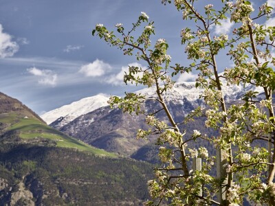 Jabuke u Južnom Tirolu