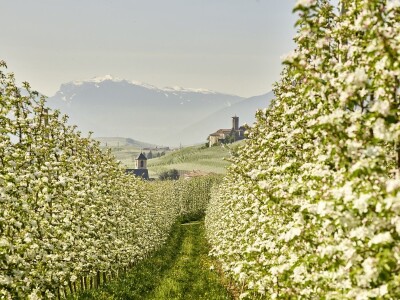 Jabuke u Južnom Tirolu