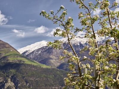 Jabuke u Južnom Tirolu Jabuke u Južnom Tirolu