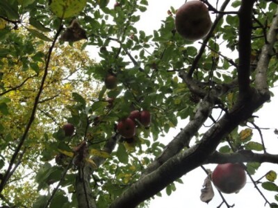 Voćnjak obitelji Čegec