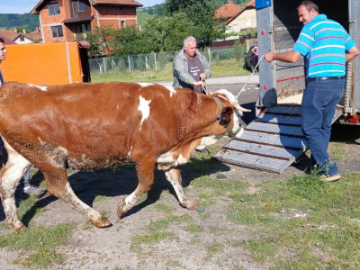 Jačanje stočnog fonda na području Općine Breza Jačanje stočnog fonda na području Općine Breza