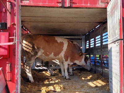 Jačanje stočnog fonda na području Općine Breza Jačanje stočnog fonda na području Općine Breza