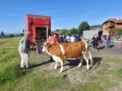 Jačanje stočnog fonda na području Općine Breza Jačanje stočnog fonda na području Općine Breza