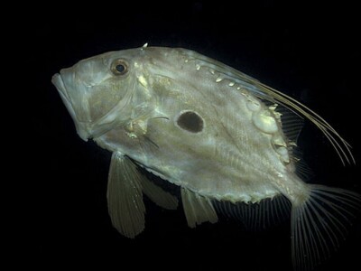 Jadranska flora i fauna