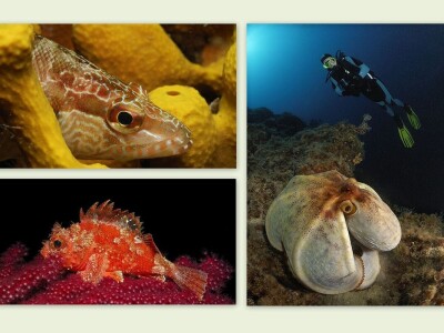 Jadranska flora i fauna