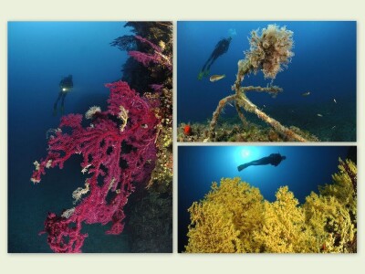 Jadranska flora i fauna