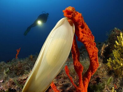 Jadranska flora i fauna