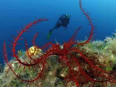 Jadranska flora i fauna