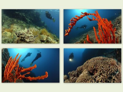 Jadranska flora i fauna