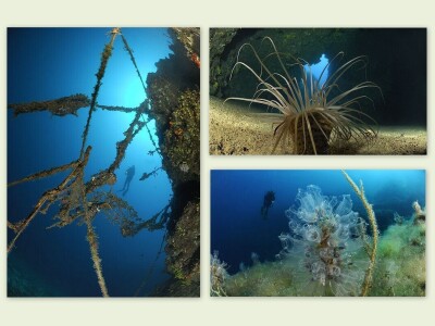 Jadranska flora i fauna