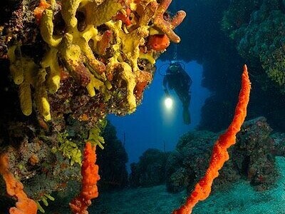 Jadranska flora i fauna