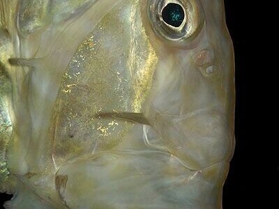 Jadranska flora i fauna