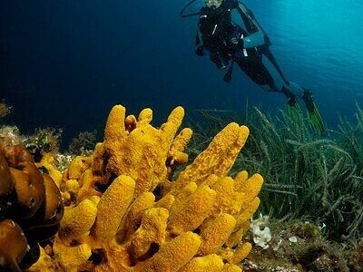 Jadranska flora i fauna