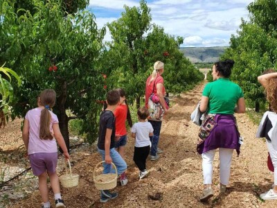 Jaffa Komerc i Jaffa plantaže u Blagaju