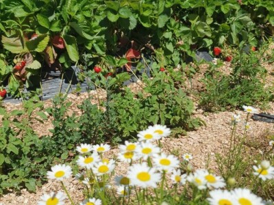 Jaffa Komerc i Jaffa plantaže u Blagaju