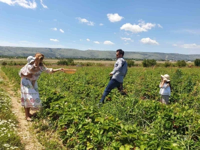 Jaffa Komerc i Jaffa plantaže u Blagaju