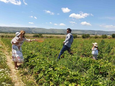 Jaffa Komerc i Jaffa plantaže u Blagaju