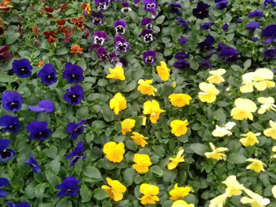 Maćuhice u punom svom sjaju