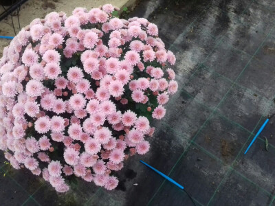 Navodnjavanje multiflore