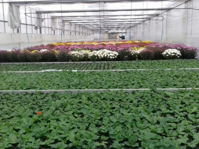 Jaglaci još ne cvatu