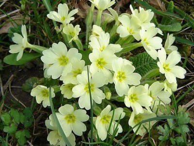 Jaglac pčelama daje dosta peluda Jaglac pčelama daje dosta peluda