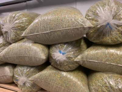 Jaglac: Zlata vrijedan cvijet s planinskih livada