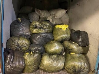 Jaglac: Zlata vrijedan cvijet s planinskih livada