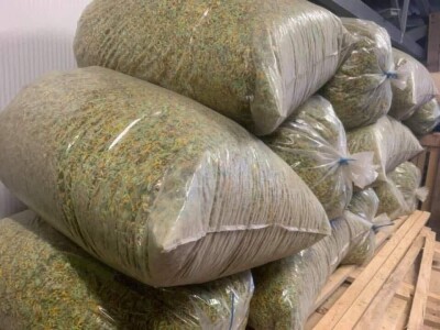 Jaglac: Zlata vrijedan cvijet s planinskih livada