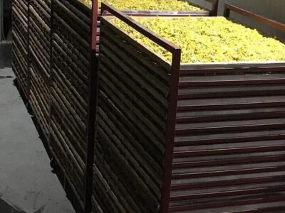 Jaglac: Zlata vrijedan cvijet s planinskih livada