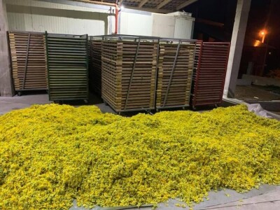 Jaglac: Zlata vrijedan cvijet s planinskih livada