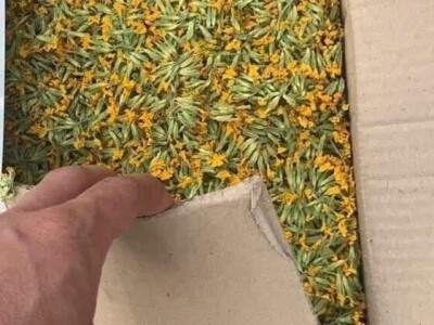 Jaglac: Zlata vrijedan cvijet s planinskih livada