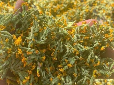 Jaglac: Zlata vrijedan cvijet s planinskih livada