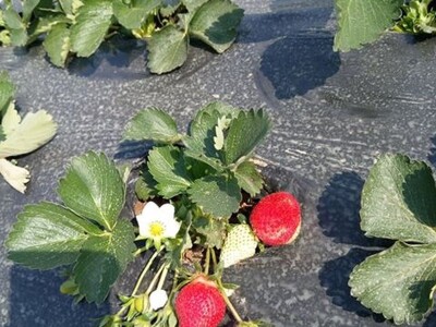 Poljoprivredno gazdinstvo Prguda Poljoprivredno gazdinstvo Prguda