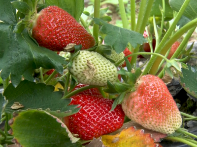 Jagodari iz Pocerine