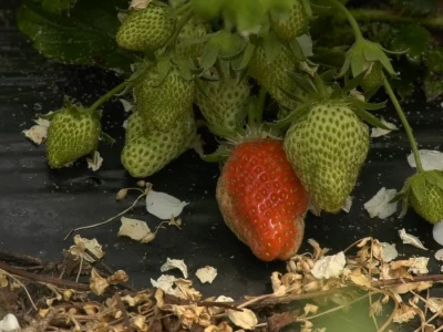 Jagode