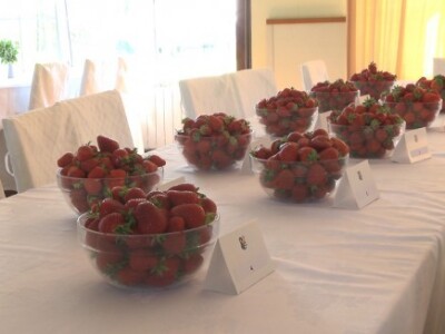 Jagode su spremne za ocjenjivanje