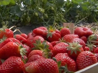 Jagode preduzeća Intersad