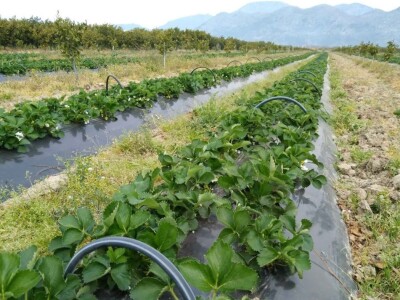 Jagode i sadnja lubenica i tikvica u dolini Neretve