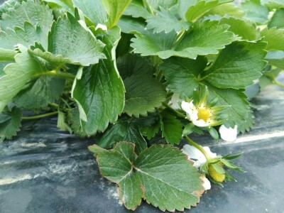 Jagode i sadnja lubenica i tikvica u dolini Neretve