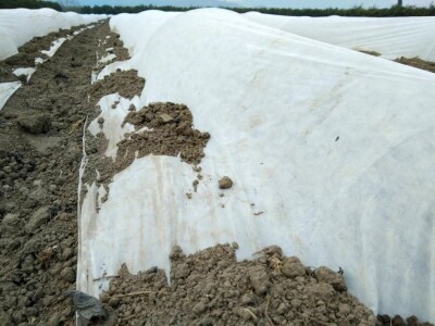 Jagode i sadnja lubenica i tikvica u dolini Neretve