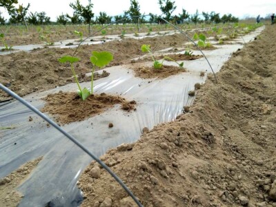 Jagode i sadnja lubenica i tikvica u dolini Neretve