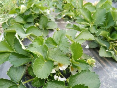 Jagode i sadnja lubenica i tikvica u dolini Neretve