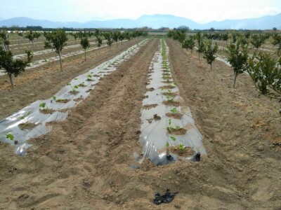 Jagode i sadnja lubenica i tikvica u dolini Neretve