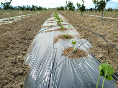 Jagode i sadnja lubenica i tikvica u dolini Neretve