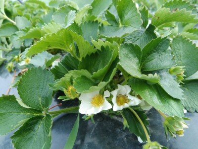 Jagode i sadnja lubenica i tikvica u dolini Neretve