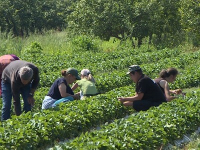 Jagode iz doline Neretve