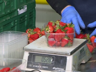 Jagode iz doline Neretve