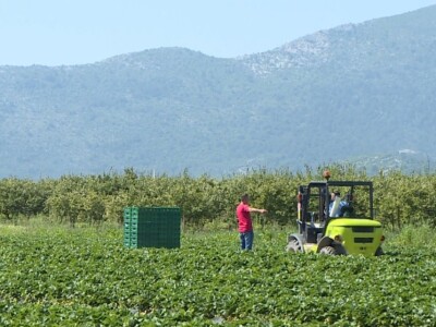 Jagode iz doline Neretve