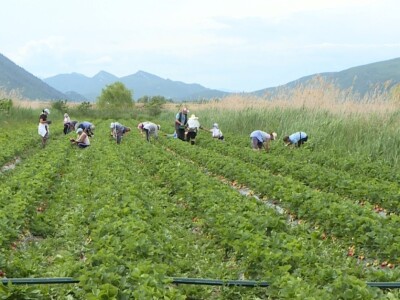 Jagode iz doline Neretve
