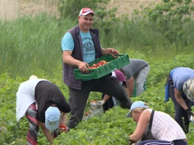 Jagode iz doline Neretve
